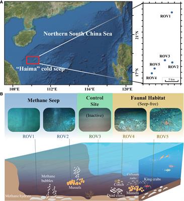Microbial communities and mineral assemblages in sediments from various habitats at the Haima Cold Seep, South China Sea